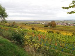 Weinfest Bockenheim 2019